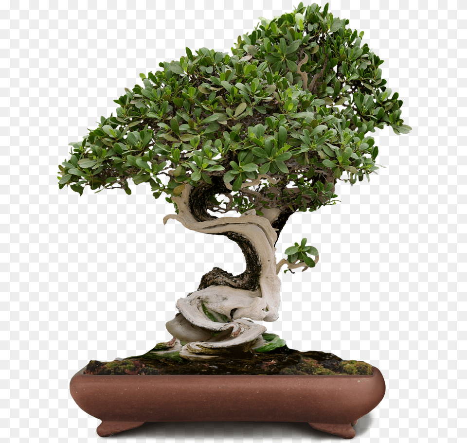 Bonsai Tree Transparent Background, Plant, Potted Plant Free Png Download