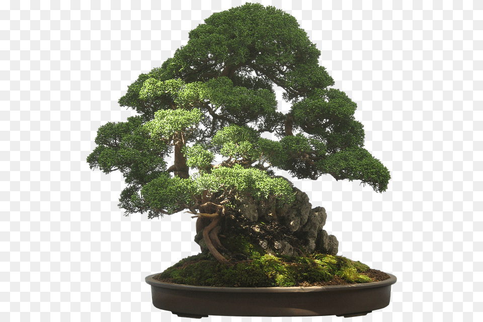 Bonsai Tree Background, Plant, Potted Plant Free Transparent Png