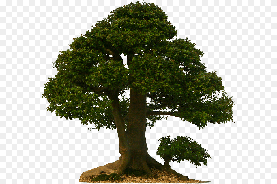 Bonsai Tree Tree, Plant, Potted Plant, Tree Trunk, Oak Free Transparent Png