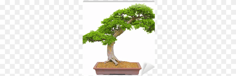 Bonsai Tree Wall Mural Pixers Bonsai Tree Render, Plant, Potted Plant Png