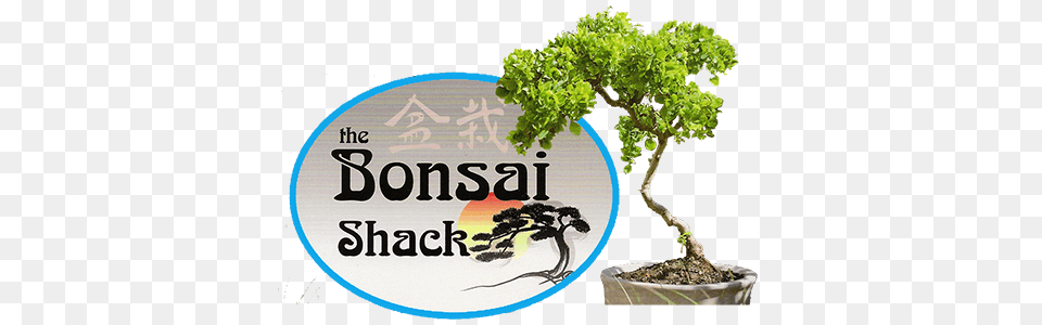 Bonsai Trees For Sale In New York Rockland New York Bonsai, Herbs, Plant, Potted Plant, Tree Free Png