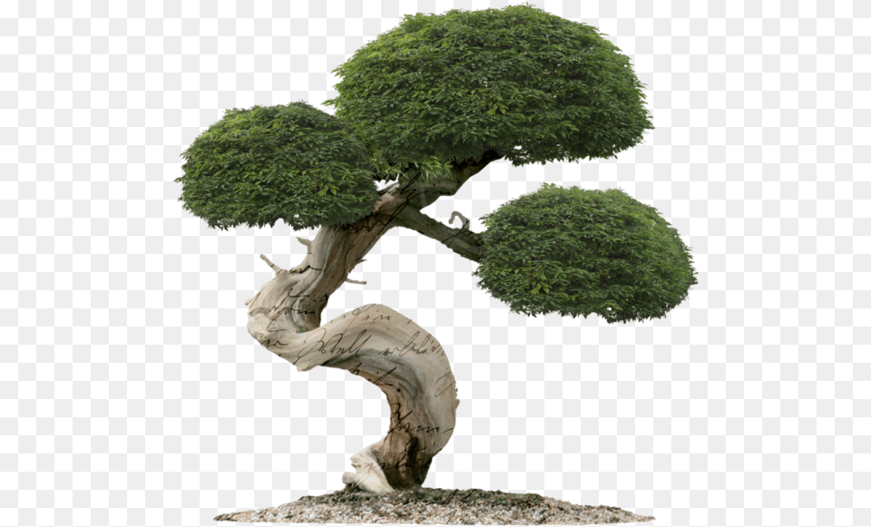 Bonsai Trees Juniper Tree Bonsai, Plant, Potted Plant, Wood, Conifer Free Png Download