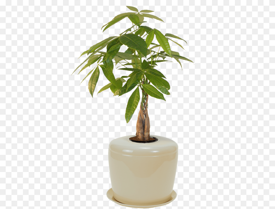 Bonsai Urn Ceramic Cremation Urn For A Bonsai Tree Bonsai Plant For Home, Jar, Leaf, Planter, Potted Plant Png Image