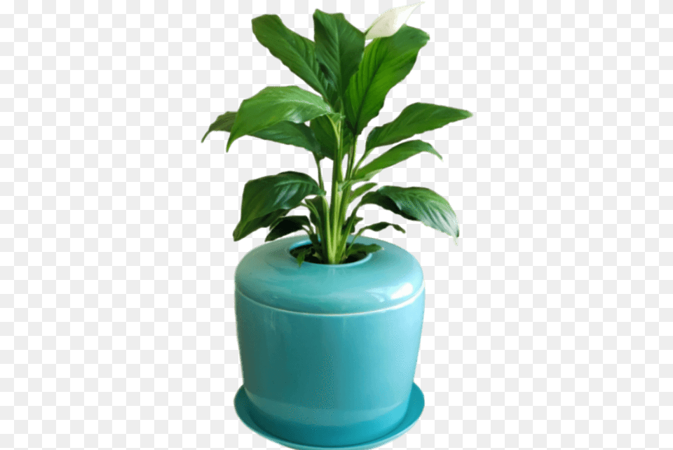 Bonsai Urn Indoor Tree Patio Plant Flowerpot, Jar, Leaf, Planter, Potted Plant Free Transparent Png
