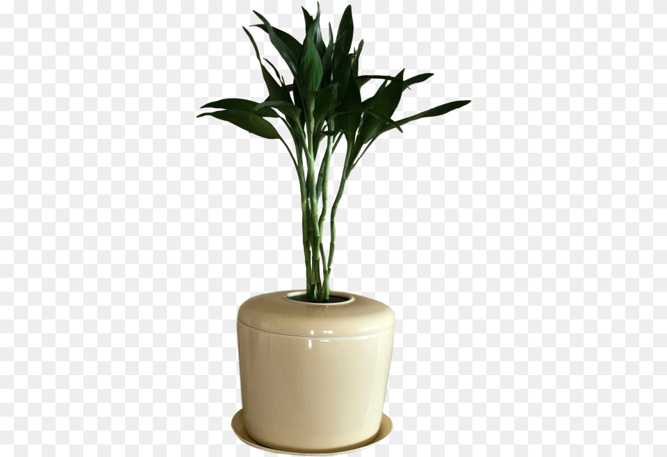 Bonsai Urn Indoor Tree Patio Plant Houseplant, Jar, Leaf, Planter, Potted Plant Png Image