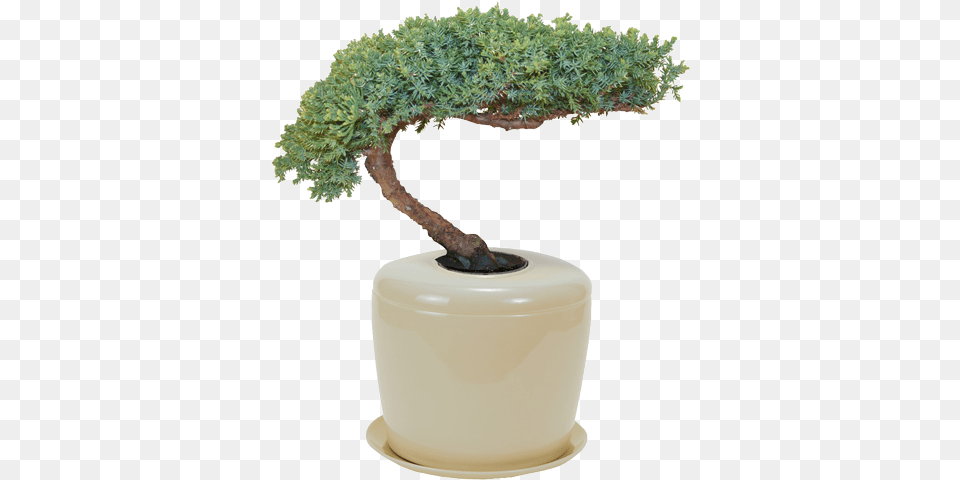 Bonsai Urn Living Memorial Tree Urns, Jar, Plant, Potted Plant, Pottery Png