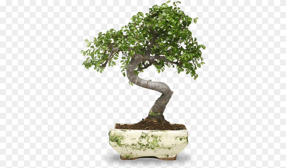 Bonsai Workshops Classes And Events Everyday Life Daily Life Quotes, Plant, Potted Plant, Tree Free Png