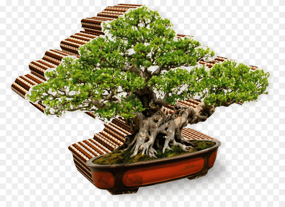 Bonsai Zen For Beginners A Beginner39s Guide To Zen, Plant, Potted Plant, Tree Free Transparent Png