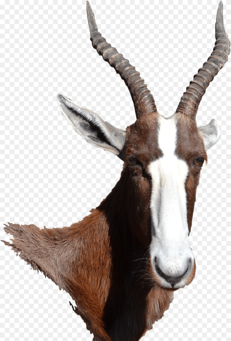 Bontebok Antelope Antelope, Animal, Mammal, Wildlife, Gazelle Png Image