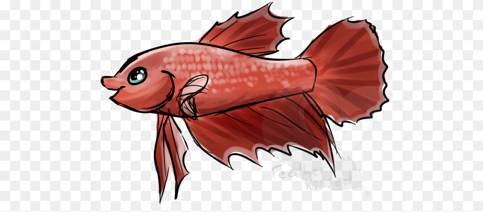 Bony Fish, Animal, Sea Life, Adult, Female Png