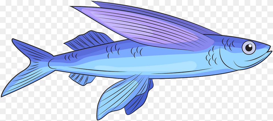Bony Fish, Animal, Sea Life, Tuna, Shark Png Image
