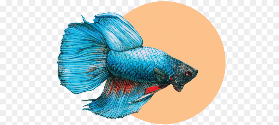 Bony Fish, Animal, Sea Life Png Image