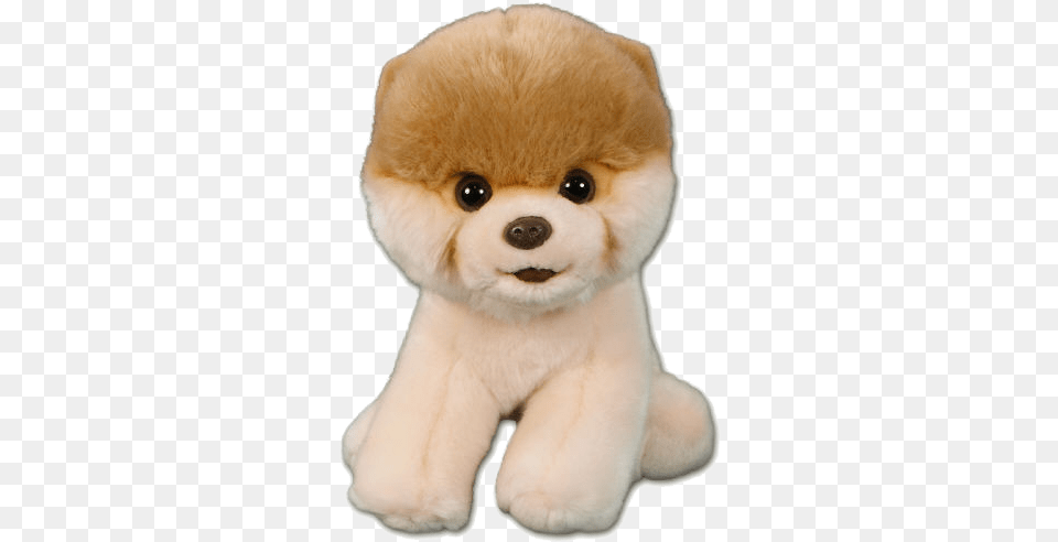 Boo Dog Pic Boo The Dog, Animal, Canine, Mammal, Pet Free Transparent Png