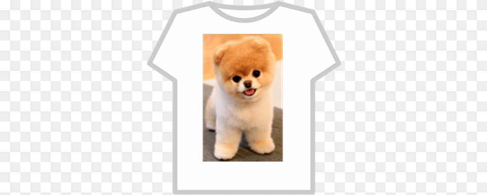 Boo Pomeranian Roblox Little Dog In The World, Animal, Canine, Mammal, Pet Free Png