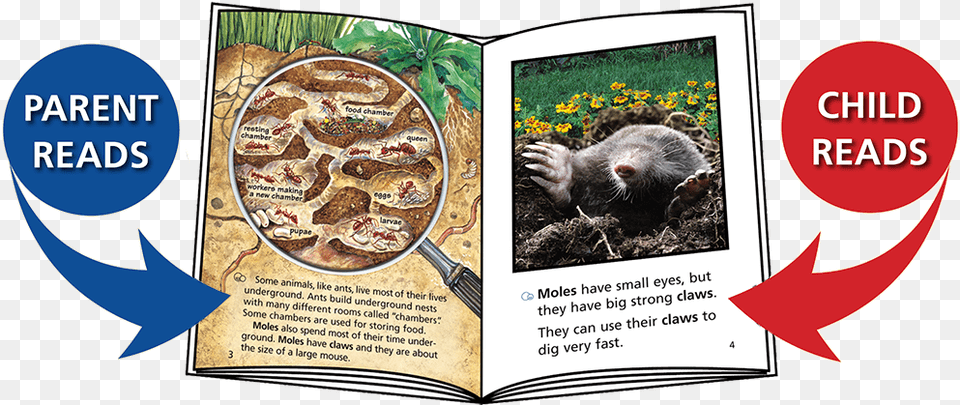 Book, Animal, Mammal, Mole, Rat Free Transparent Png