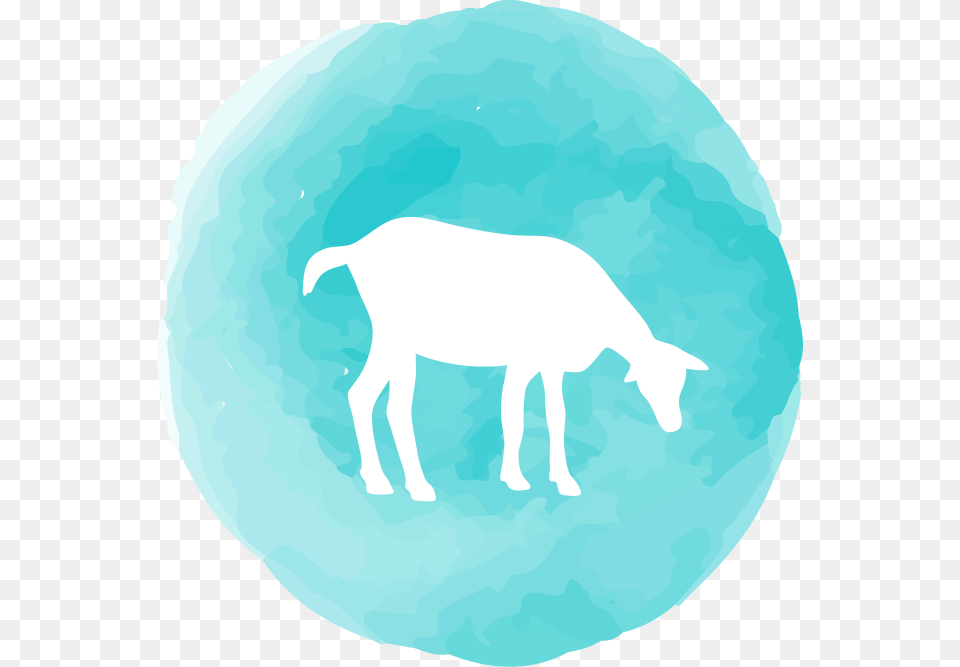 Book A Class Illustration, Livestock, Animal, Goat, Mammal Png Image