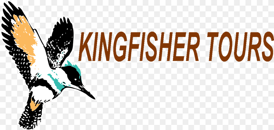 Book And Pay Before November 30 And Pay 2018 Rates Kingfisher Tours, Animal, Beak, Bird, Flying Free Png