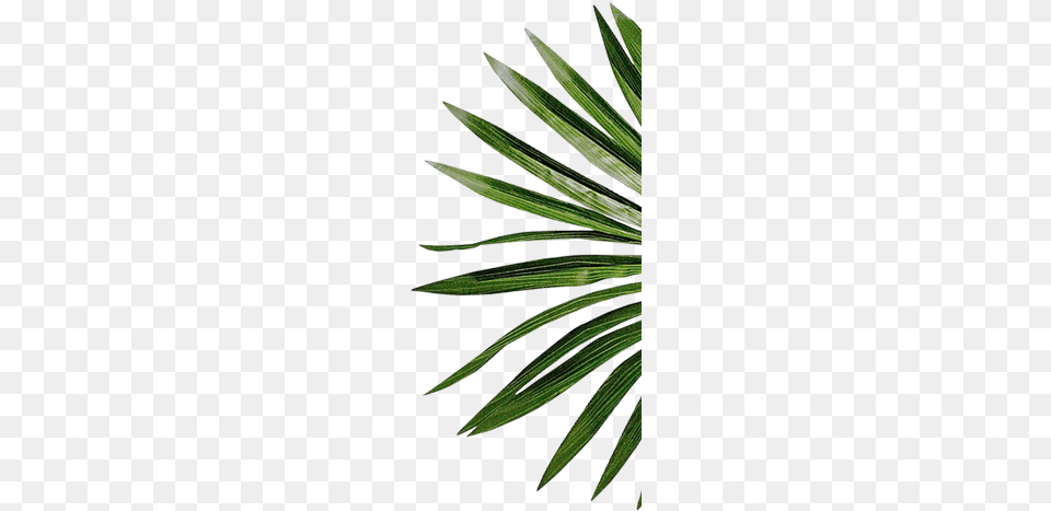 Book Grass, Leaf, Palm Tree, Plant, Tree Free Png Download