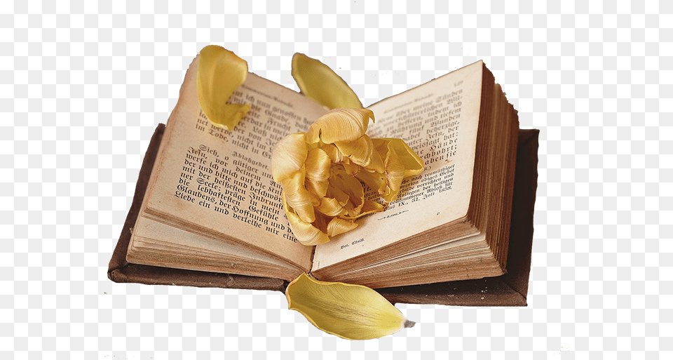 Book Libro Overlay Cooffe 7 Book Of Moses Money Spell, Flower, Petal, Plant, Publication Png Image