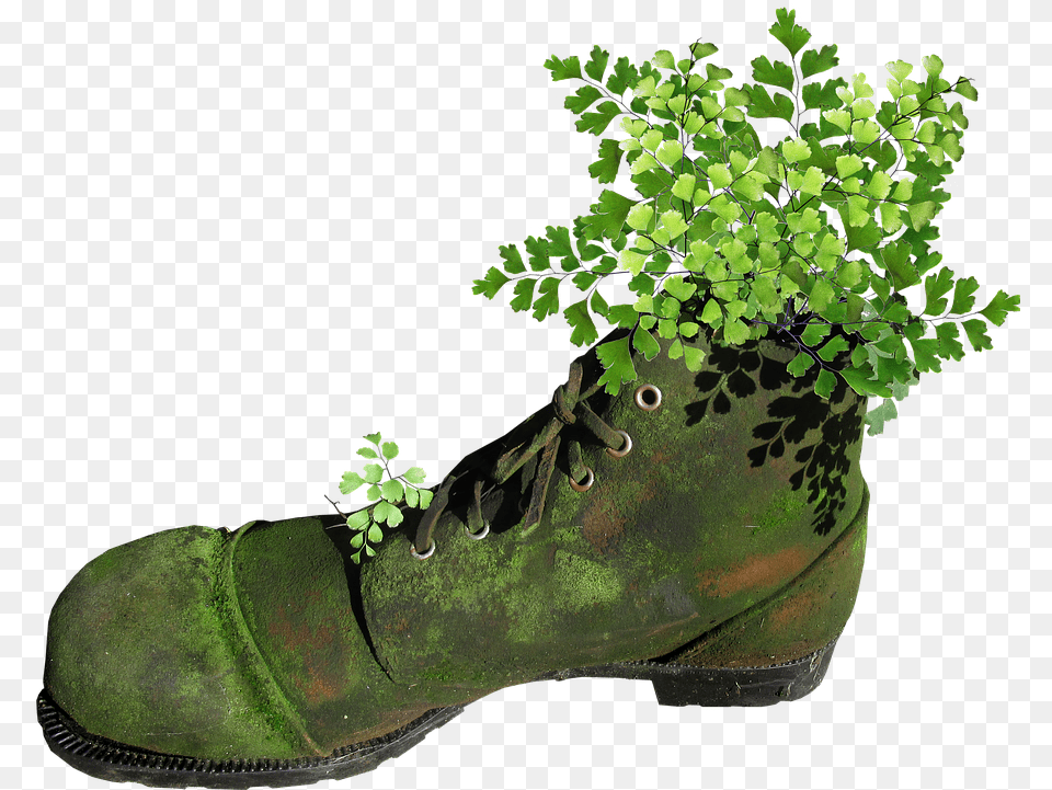 Boot Old Mossy Planter Fern Garden Novelty Boot, Clothing, Footwear, Plant, Potted Plant Free Png Download