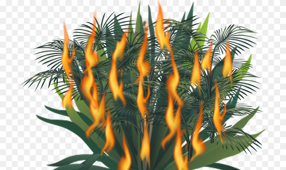 Borassus, Fire, Flame, Pattern, Bonfire Free Png
