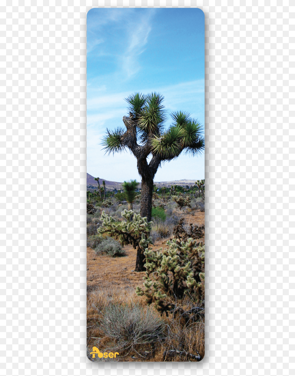 Borassus Flabellifer, Plant, Tree, Agavaceae, Nature Free Transparent Png