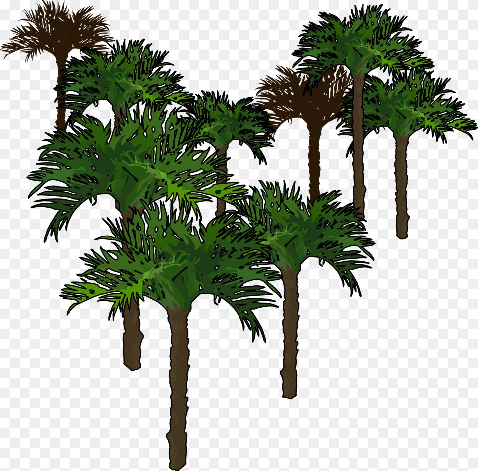 Borassus Flabellifer, Palm Tree, Plant, Tree, Green Png Image