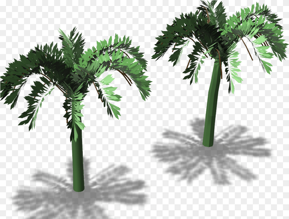 Borassus Flabellifer, Palm Tree, Plant, Tree, Vegetation Free Transparent Png