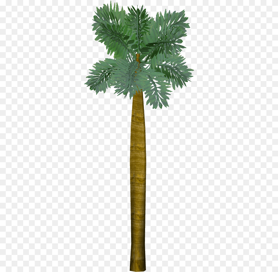 Borassus Flabellifer Pond Pine, Palm Tree, Plant, Tree Free Png Download