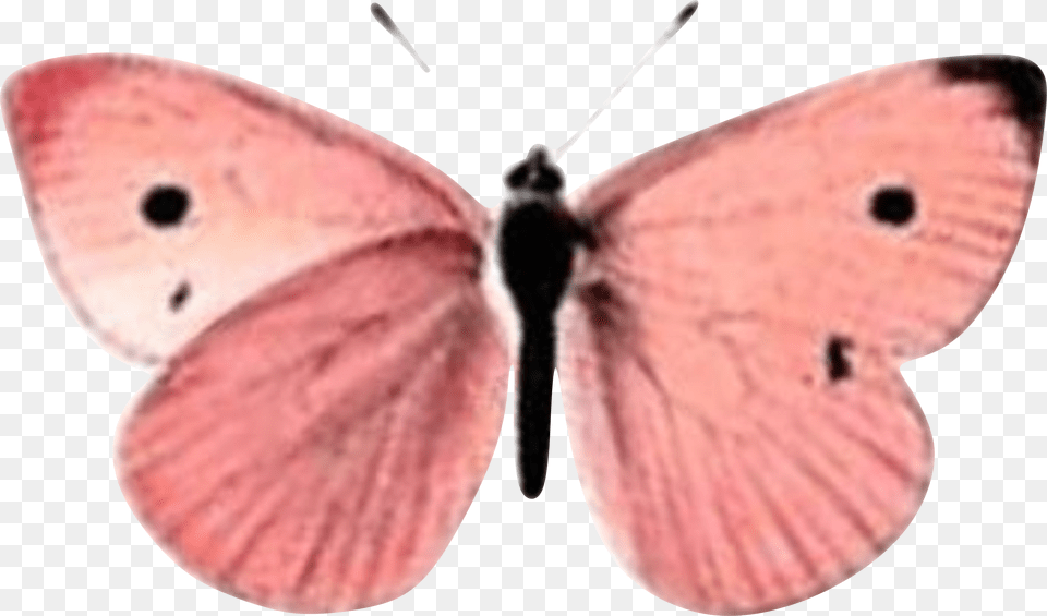 Borboleta Rosa Butterfly Beauty Pink Butterfly Roses Short Tailed Blue, Animal, Insect, Invertebrate, Smoke Pipe Free Transparent Png
