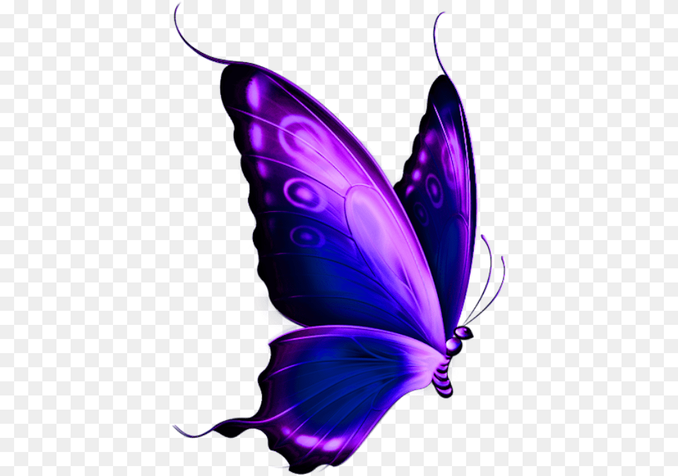 Borboleta Roxa E Preta 5 Background Butterfly, Purple, Art, Graphics, Accessories Free Transparent Png