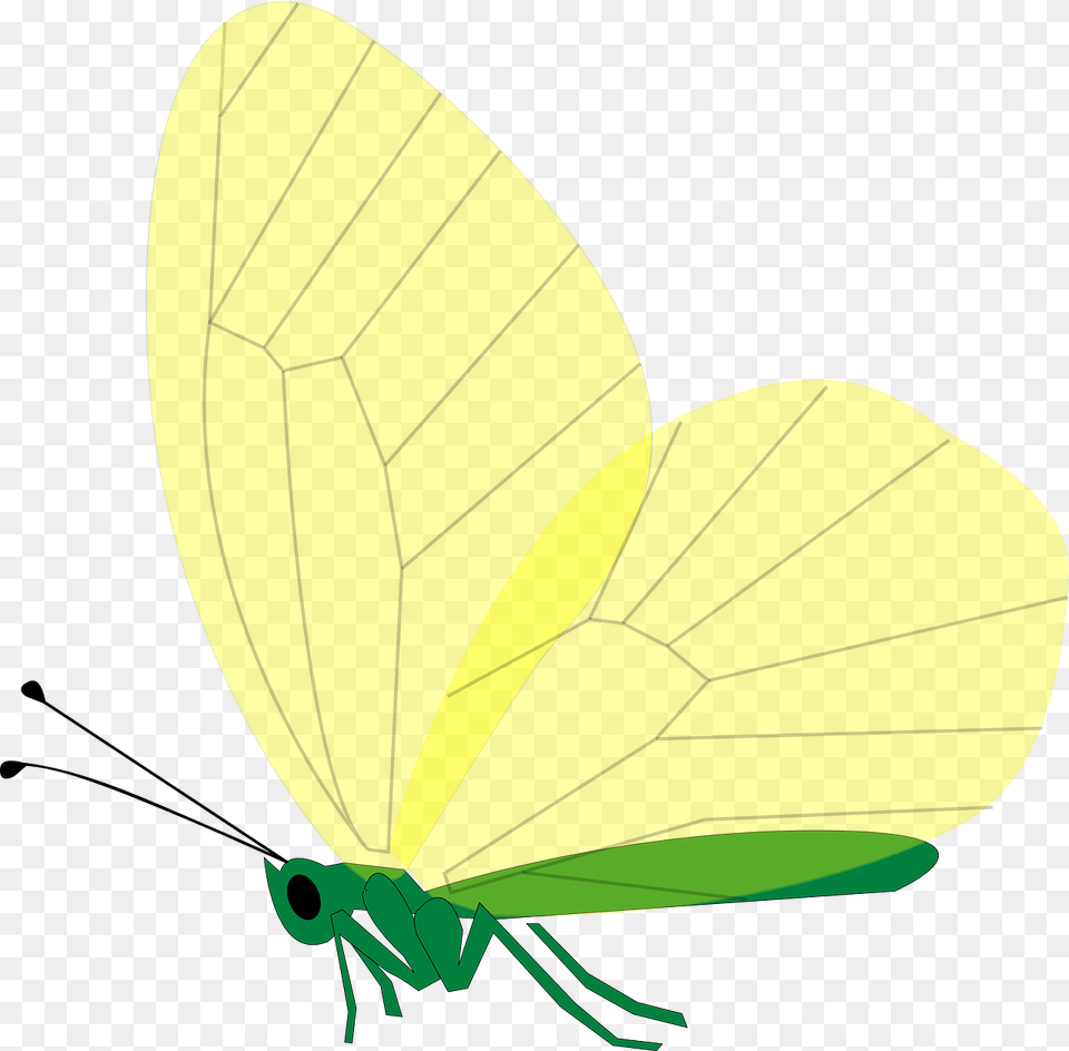 Borboleta Verde Voando, Animal, Butterfly, Insect, Invertebrate Free Transparent Png