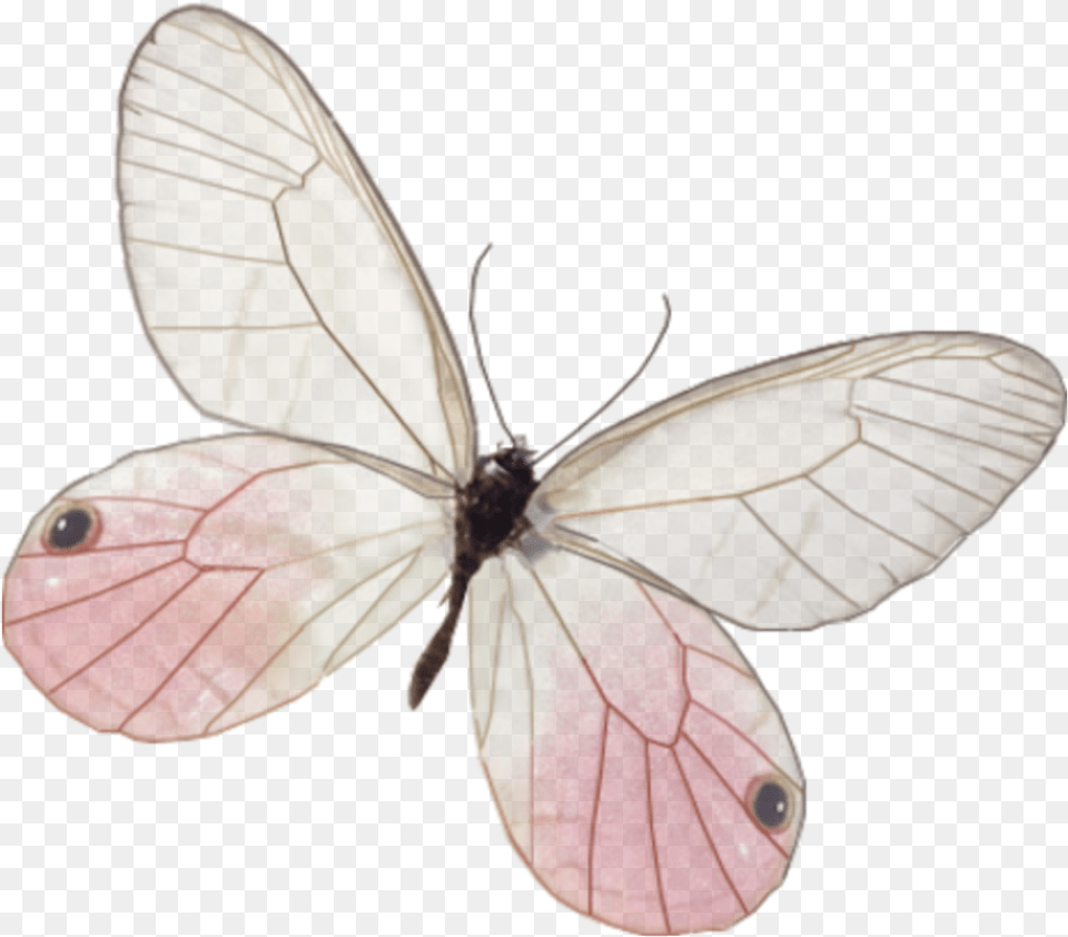 Borboleta Vintage, Animal, Insect, Invertebrate, Butterfly Png Image