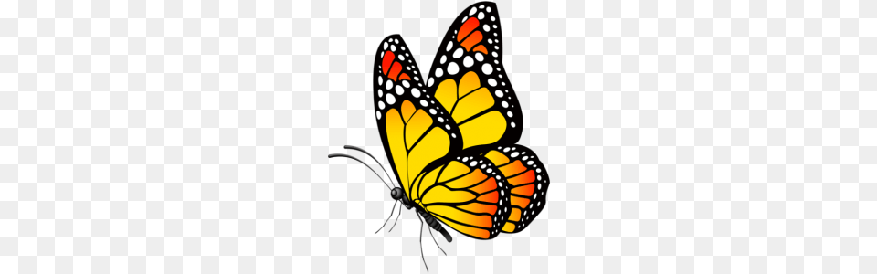 Borboletas, Animal, Butterfly, Insect, Invertebrate Free Transparent Png