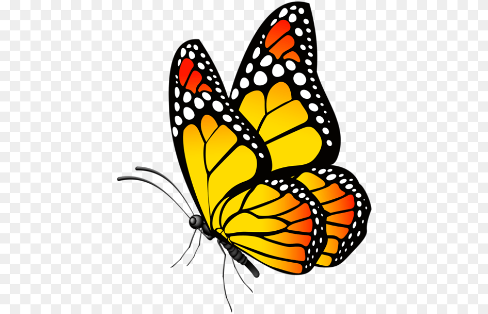 Borboletas Borboleta Tons De Laranja E Preto Butterfly Clipart, Animal, Insect, Invertebrate, Monarch Png Image