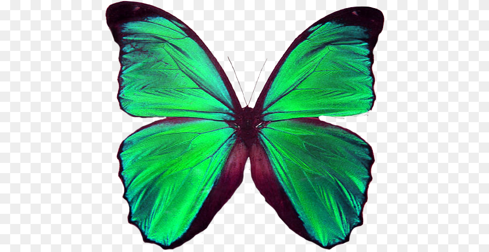 Borboletas E Mariposas Butterfly Single, Animal, Insect, Invertebrate, Person Free Png