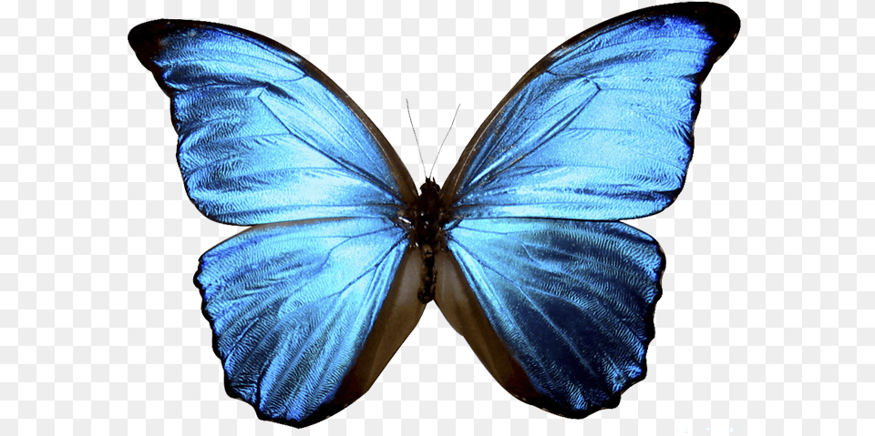 Borboletas Tumblr Blue Butterfly Transparent Background, Animal, Insect, Invertebrate, Wedding Free Png