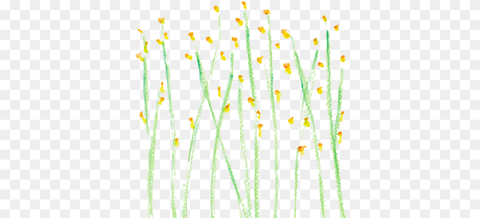 Border Chain, Anther, Flower, Grass, Petal Free Png Download