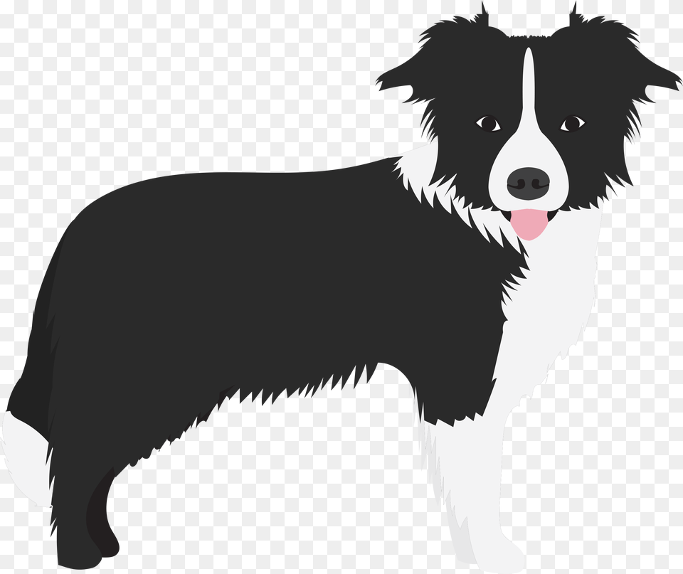 Border Colie Dogs In The News Border Collie Flat, Animal, Canine, Dog, Mammal Png
