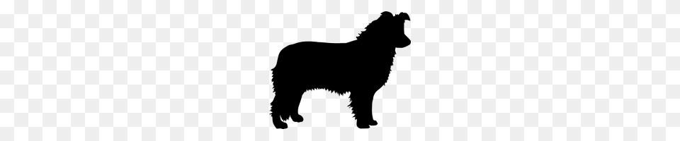 Border Collie, Blackboard Png Image