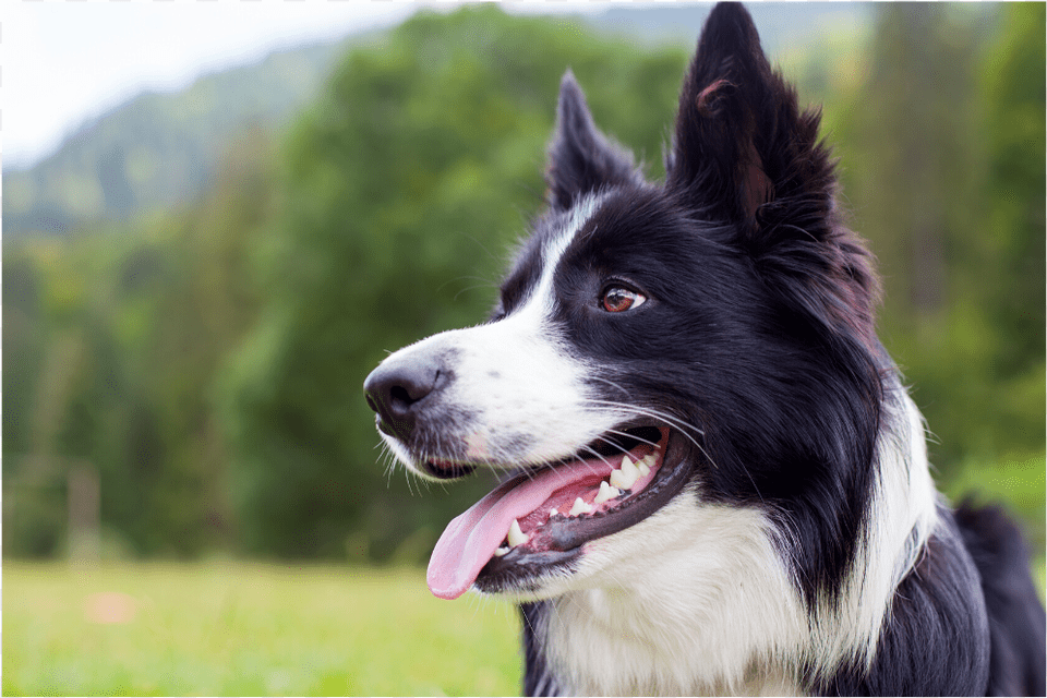 Border Collie, Animal, Canine, Dog, Mammal Free Png Download