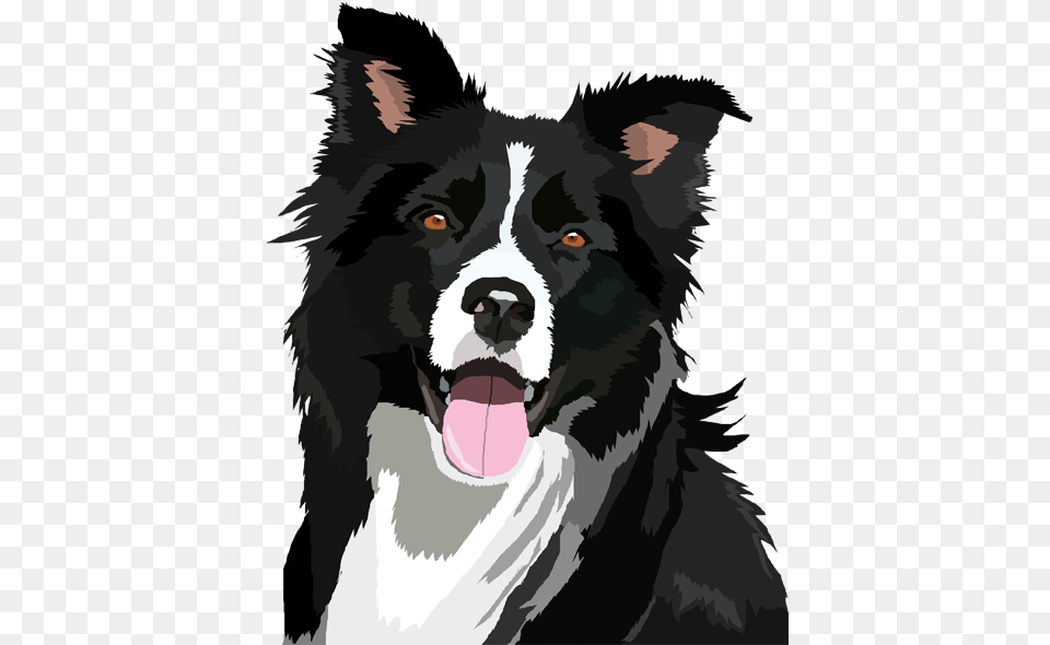 Border Collie By Maaira Border Collie Cartoon Drawing, Animal, Canine, Dog, Mammal Free Png Download