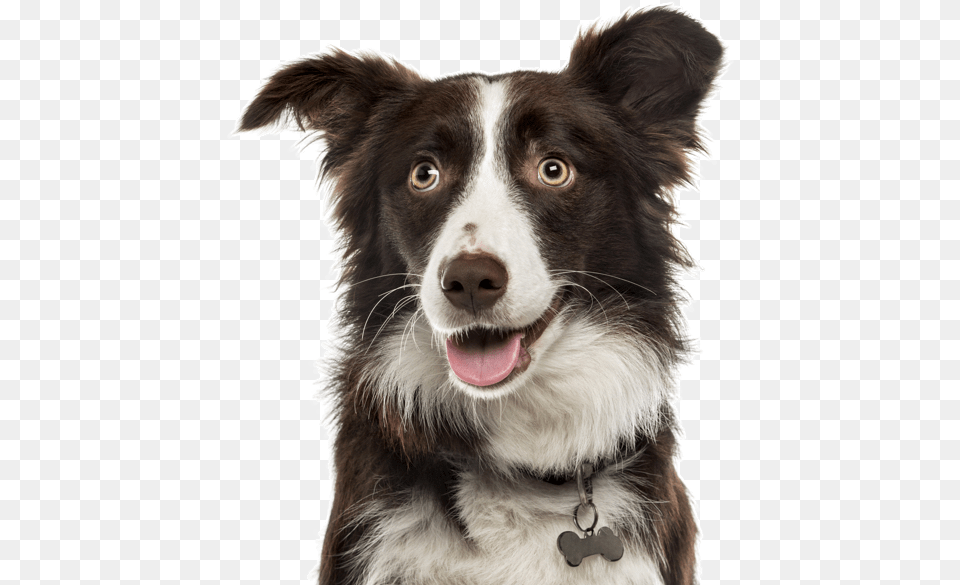 Border Collie Dog Catches Something, Animal, Canine, Mammal, Pet Free Png Download