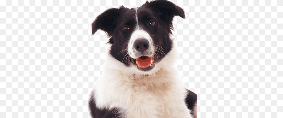 Border Collie Fan Lovecollies Twitter Dog Catches Something, Animal, Canine, Mammal, Pet Free Png Download