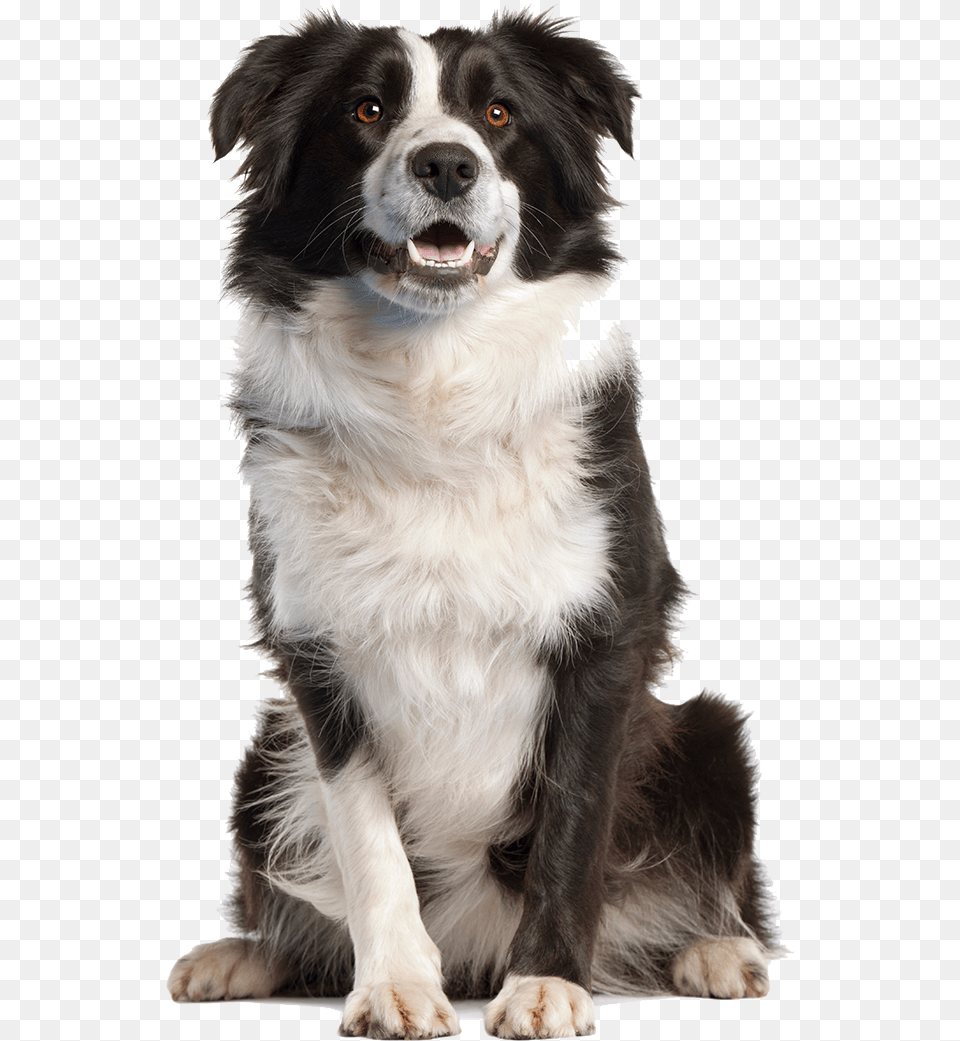 Border Collie Background, Animal, Canine, Dog, Mammal Free Transparent Png