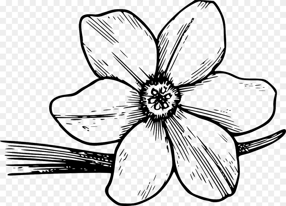 Border Design Black And White Corolla Flower To Draw, Anemone, Art, Plant, Drawing Free Transparent Png