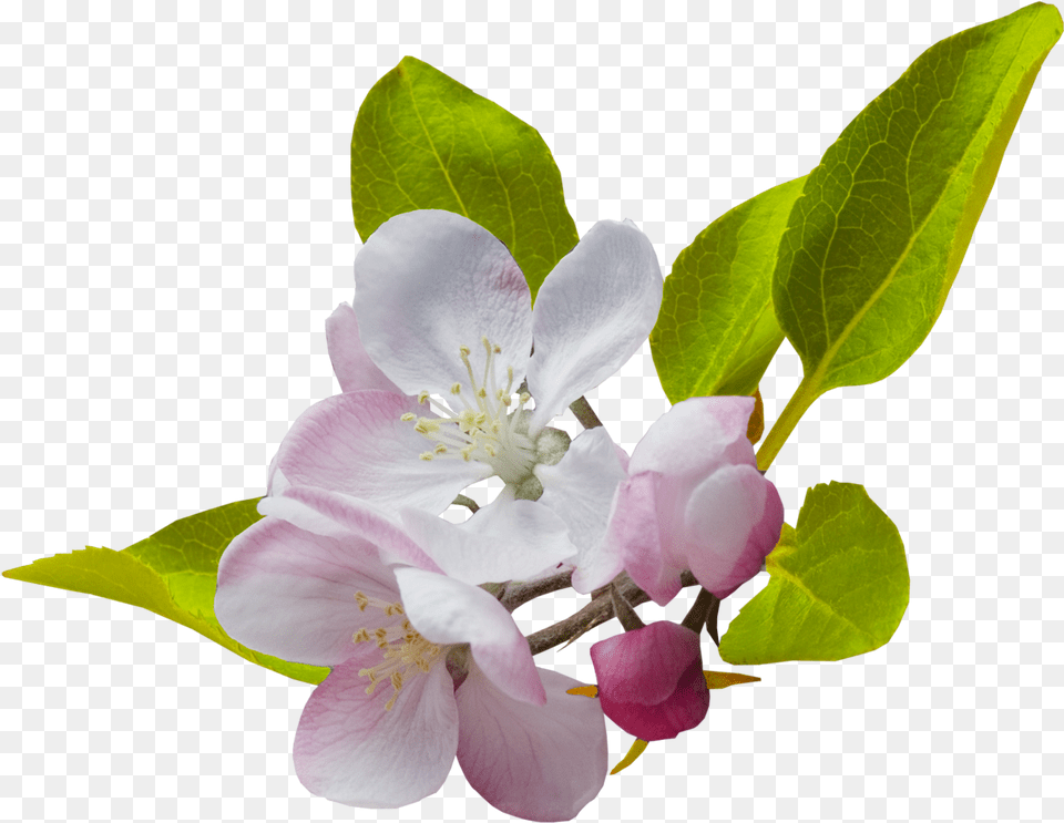 Border Flowers Desktop Wallpaper Clip Art Spring Flowers, Flower, Geranium, Petal, Plant Png Image