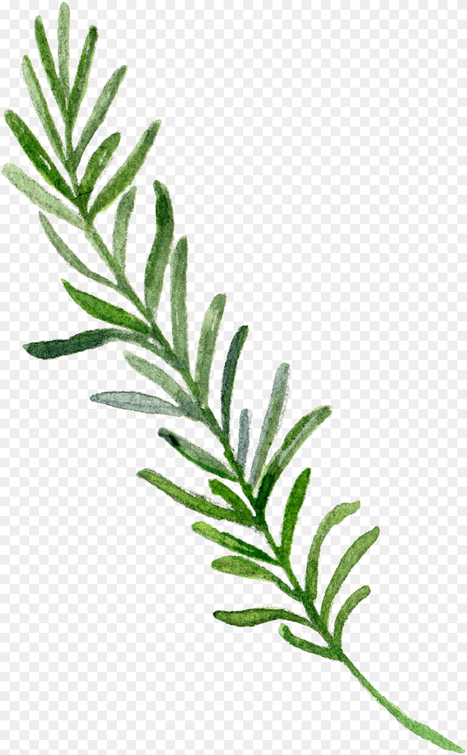 Border Leaf Hand Painted Download Hd Clipart, Herbs, Tree, Plant, Herbal Png Image