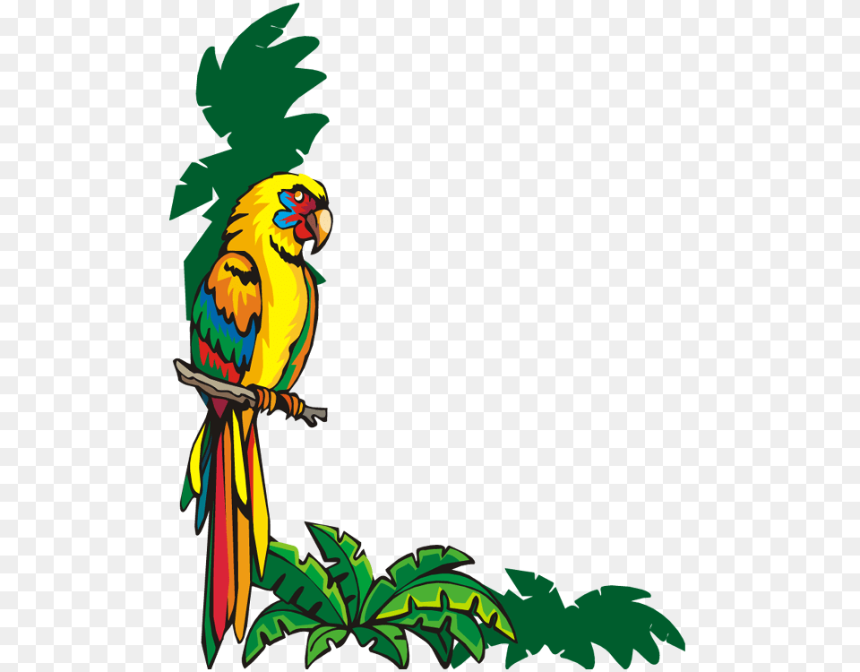 Bordure De, Animal, Beak, Bird, Parrot Png