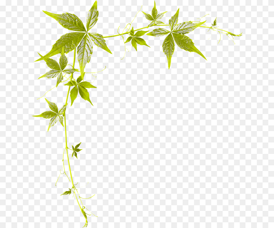 Bordure De, Leaf, Plant, Vine Free Transparent Png
